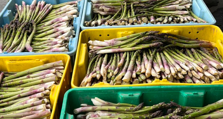 Fresh Asparagus Season - Union Gap, WA